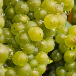 Uvas blancas x k